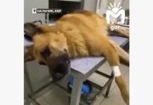 izabella i svetlana udovenko zashhishhayut zhivotnyh v nalchike i pskove-todey-ru-0