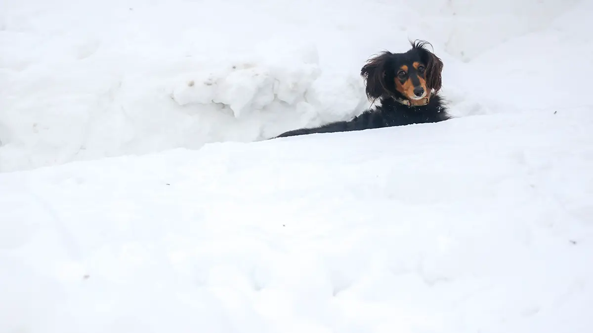 Собака отравилась неизвестным веществом в розовом снегу в Красногорске