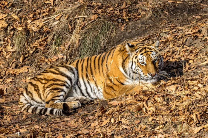 nadezhdinskij okrug i czentr tigr alekseevka predstavlyayut horoshie novosti o tigrah-todey-ru-0