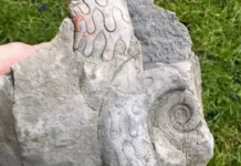 najdeno 340millionnoe sokrovishhe pikdistrikta goniatity-todey-ru-0