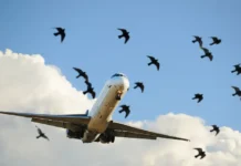 Олег Смирнов из Ространснадзора о защите Sukhoi Superjet 100 от птиц oleg smirnov iz rostransnadzora o zashhite 100 ot pticz-todey-ru-0