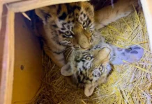 Спасение тигрят в Тернейском районе под руководством Сергея Арамилева и Центра "Амурский тигр" spasenie tigryat v ternejskom rajone pod rukovodstvom sergeya aramileva i czentra amurskij tigr-todey-ru-0