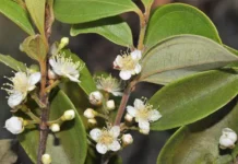 Ученые Квинсленда спасают редкое дерево Rhodamnia zombi uchenye kvinslenda spasayut redkoe derevo -todey-ru-0