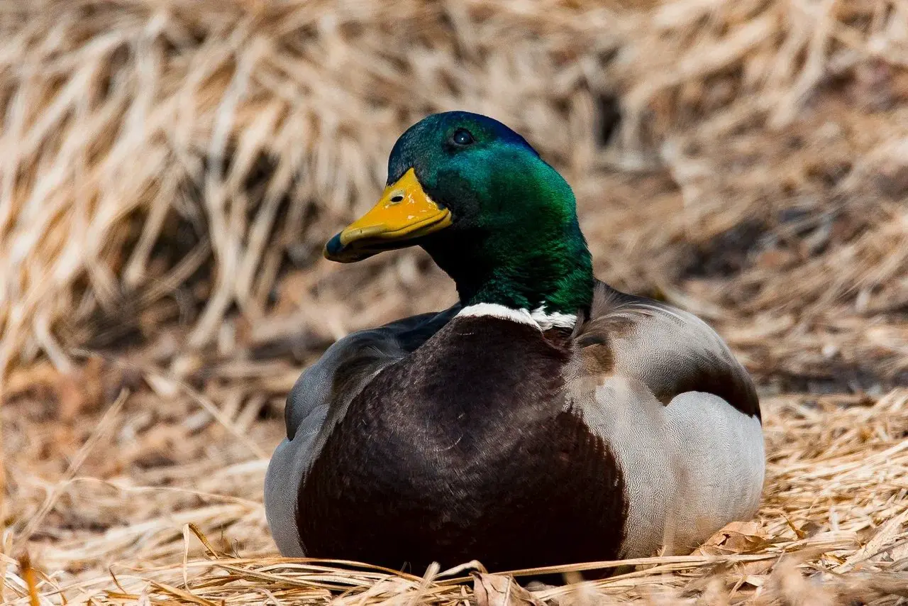 Удивительные моменты 2025 года в Приморском океанариуме и у альпак Умки-0