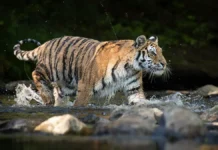 Фермеры Индии: правила безопасной жизни с тиграми и леопардами fermery indii pravila bezopasnoj zhizni s tigrami i leopardami-todey-ru-0