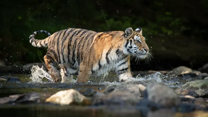 fermery indii pravila bezopasnoj zhizni s tigrami i leopardami-todey-ru-0
