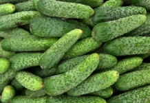 novosibirsk usilil kontrol za ogurczami  oczenka reu i fas-todey-ru-0