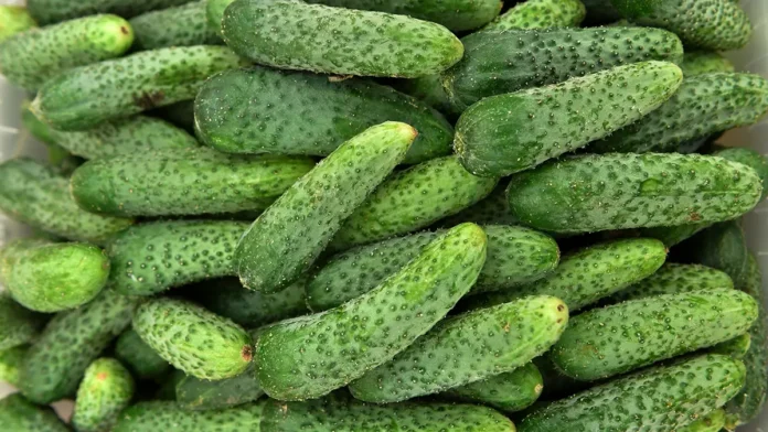 novosibirsk usilil kontrol za ogurczami oczenka reu i fas-todey-ru-0