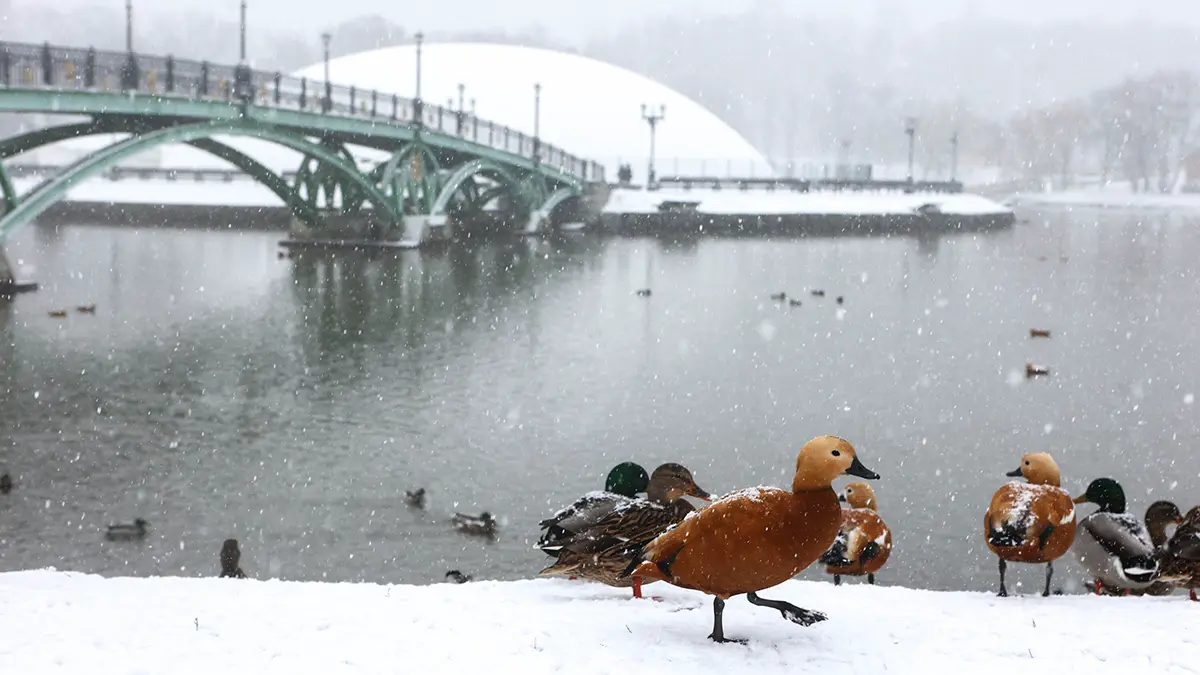 Погода в Москве 10 февраля 2026 года