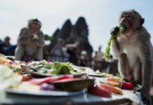 Роспотребнадзор рекомендует безопасный отдых без риска оспы обезьян rospotrebnadzor rekomenduet bezopasnyj otdyh bez riska ospy obezyan-todey-ru-0