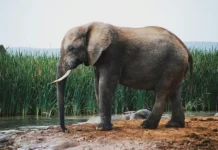 В Национальном парке Кхао Яй слон убил туриста из Таиланда v naczionalnom parke khao yaj slon ubil turista iz tailanda-todey-ru-0