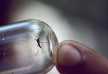 Елена Мескина о том, как уберечься от малярии и энцефалита elena meskina o tom kak uberechsya ot malyarii i enczefalita-todey-ru-0