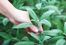 Хаминский и Русяев рассказали, чем опасны шалфей и конопля дачникам haminskij i rusyaev rasskazali chem opasny shalfej i konoplya dachnikam-todey-ru-0