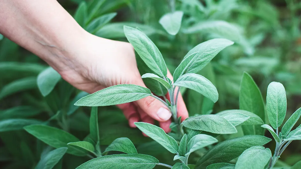 Адвокат Хаминский: За выращивание шалфея предсказателей грозит срок восемь лет