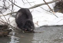 Хозяин хаски на юге Москвы дал уроки истории с бобром hozyain haski na yuge moskvy dal uroki istorii s bobrom-todey-ru-0