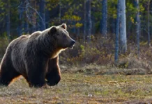 Истории о женщинах и медведях в Индии, Лос-Анджелесе и Арканзасе istorii o zhenshhinah i medvedyah v indii losandzhelese i arkanzase-todey-ru-0