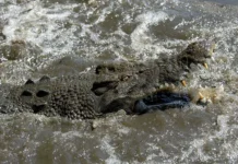 mohd rajyan abdulla ischez posle vstrechi s krokodilom v malajzii-todey-ru-0