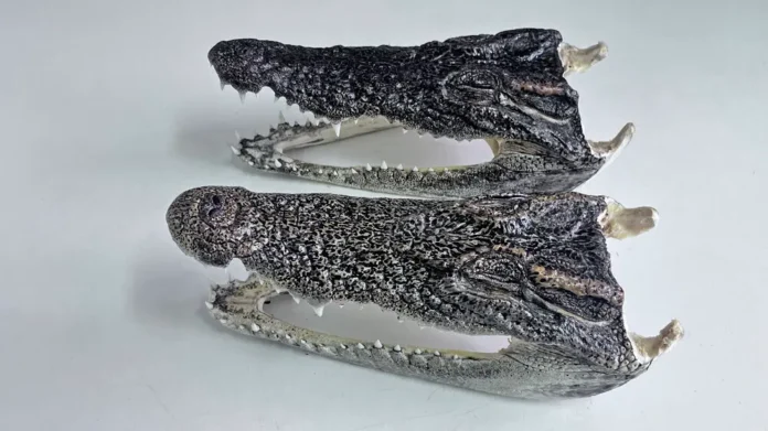 tamozhenniki novosibirska i fts kontroliruyut suveniry tailanda-todey-ru-0