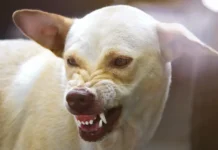 Владимир Голубев рассказал, как защититься от агрессивных собак vladimir golubev rasskazal kak zashhititsya ot agressivnyh sobak-todey-ru-0