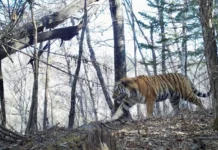 amurskij tigr naslazhdaetsya prirodoj primorya v zemle leoparda-todey-ru-0