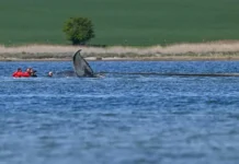germaniya otpravlyaet kita timmi v atlanticheskij okean-todey-ru-0