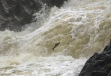 kokain i migracziya semgi uskorenie v estestvennyh vodoemah-todey-ru-0