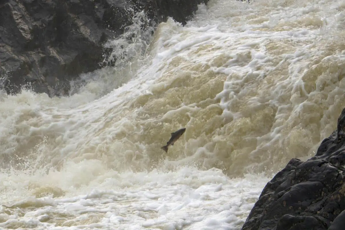 Кокаин и миграция семги ускорение в естественных водоемах-0