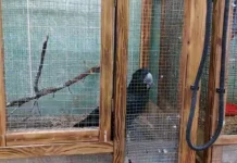 moskovskij zoopark predostavil novoe zhile kakadu benksa i zhako-todey-ru-0