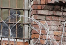 rauf arashukov trebuet kompensacziyu za pitanie v chernom delfine-todey-ru-0