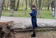 Самара и СК проявили оптимизм в безопасности деревьев после падений samara i sk proyavili optimizm v bezopasnosti derevev posle padenij-todey-ru-0
