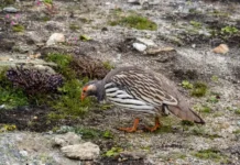 Самарская таможня и Новосибирск спасли попугаев, крокодила samarskaya tamozhnya i novosibirsk spasli popugaev krokodila-todey-ru-0