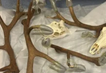 tamozhnya vnukovo inostranecz zaderzhan s rogami olenya-todey-ru-0