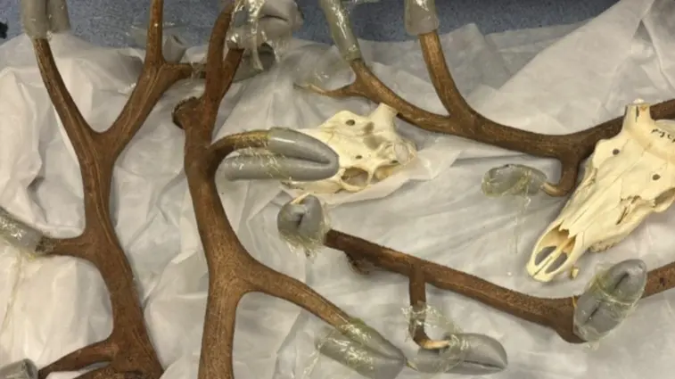 Рога и черепа благородного оленя пытался вывезти из РФ иностранец