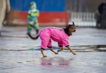 tatyana pozdnyakova moskva vstretit vesnu pod vliyaniem elnino-todey-ru-0