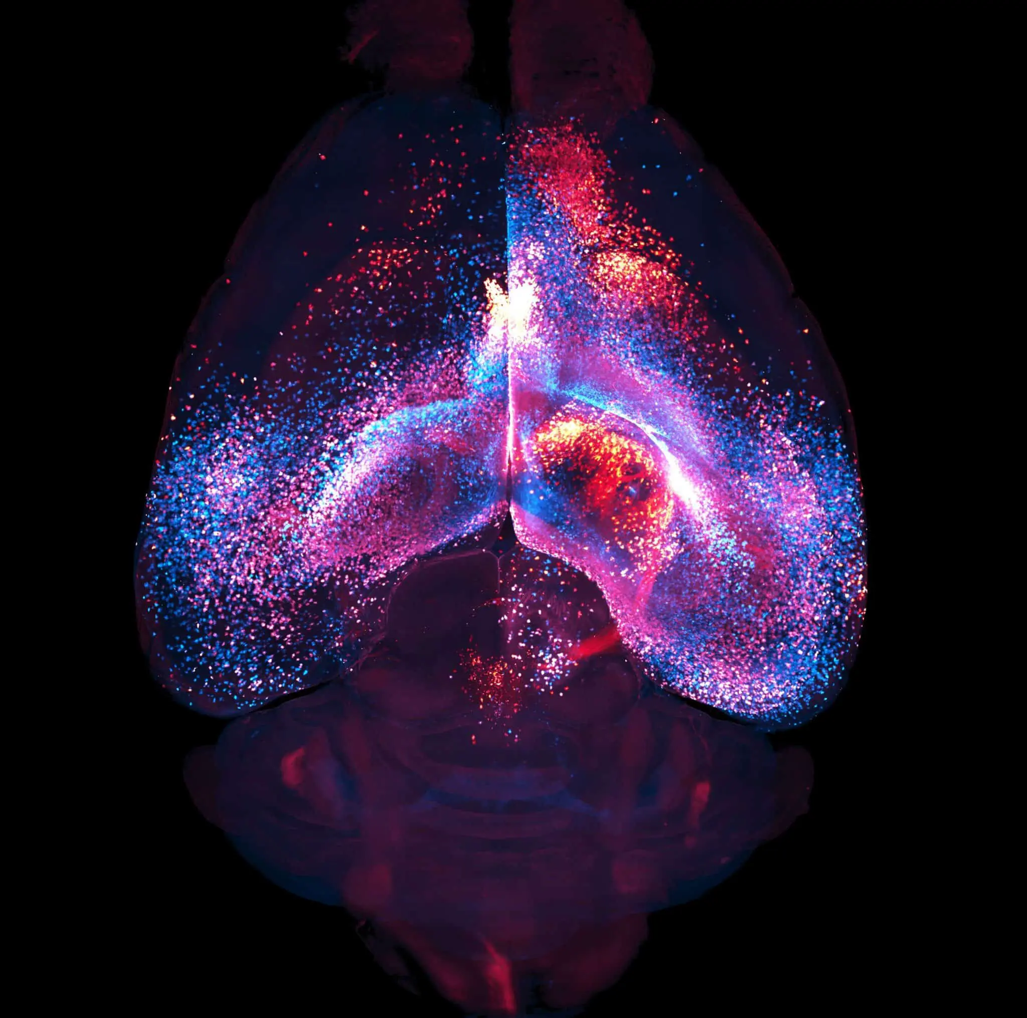 Ученые открыли, что астроциты формируют скрытые нейронные сети-0