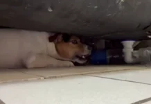 v moskve spasli dzhekrassela i kotenka blagodarya spasrezervu-todey-ru-0