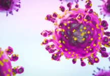 hantavirus agranovskij iz mgu o nizkih riskah dlya lyudej-todey-ru-0