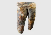 institut arheologii so ran nashyol drevnejshij zub neandertalcza-todey-ru-0