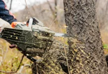 Незаконная вырубка леса в Приморье нанесла урон свыше миллиона рублей nezakonnaya vyrubka lesa v primore nanesla uron svyshe milliona rublej-todey-ru-0