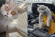 Мия — кошка с недовольной мордочкой — вернулась домой живой и здоровой miya koshka s nedovolnoj mordochkoj vernulas domoj zhivoj i zdorovoj-todey-ru-0