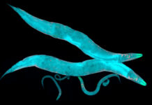 Инновационное исследование: запах угрозы активирует защитные механизмы организма 26086a62-41de-47e5-9386-fdec6b4338dd-675f1ee1