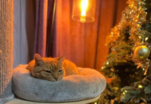 Рождественское чудо: потерянный кот вернулся в семью спустя 7 лет 0d70d650-d8bc-49ca-94e4-5a143674c6fb-67c213ed