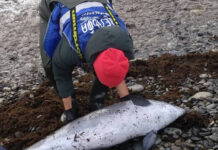 После разлива мазута в Черном море погиб 21 дельфин - уникальные животные нуждаются в защите 5361a99c-9b7b-4b9e-927d-e54e8e297acd-67bf18c1