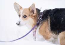 Принц Эндрю отказался от прогулок с любимыми корги Елизаветы II из-за эмоционального спада 7f8ef26c-e5ec-4a62-850b-cacab9210677-67c3758d