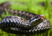 Прорыв в медицине: в Новосибирске разводят змей для создания инновационного лекарства The angered viper