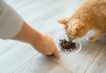 Безопасность прежде всего защитные меры против ящура в кормах для животных 0a3951d8-c9f8-42dd-a927-40e27d612721-67f03729