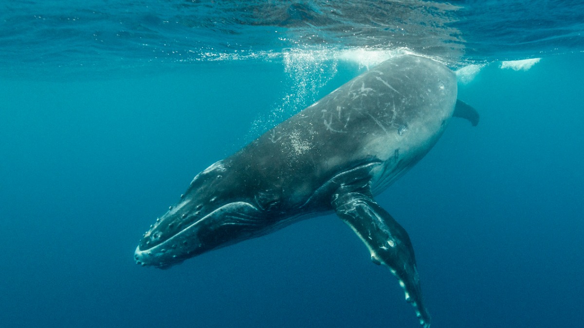 СМИ: Тушу 20-метрового финвала нашли на ирландском пляже