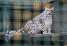 Московский зоопарк достигает впечатляющих результатов в научной работе 969871b8-1eb5-40b0-8d39-74c1aa10c9df-67e97630