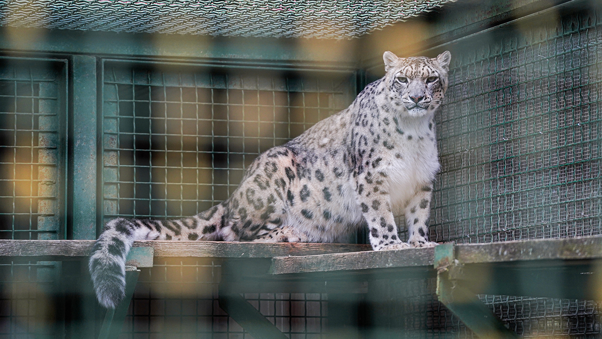 Собянин: Московский зоопарк ведет важную научную работу для помощи животным