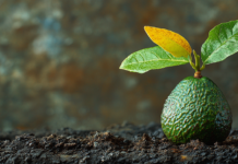 Выращиваем авокадо дома: пошаговое руководство для создания тропического уголка на подоконнике 9a26eed3-6dde-4fe8-b518-3108e12378bd-67ceacb4